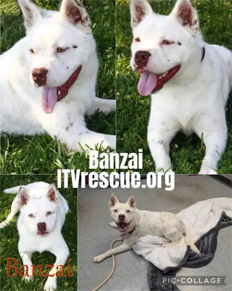 Banzai photo 2