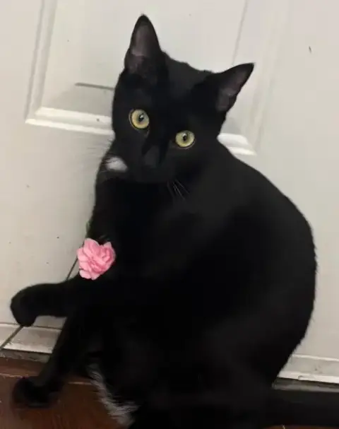 Geno