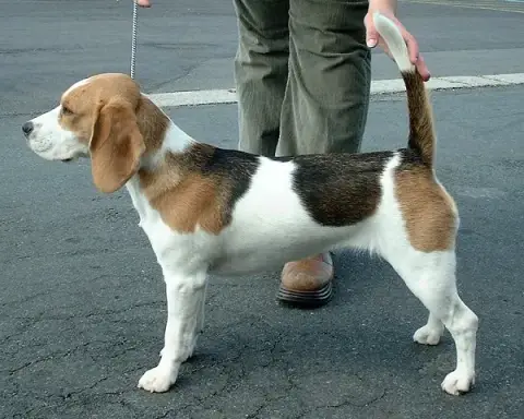 Photo of the Beagle breed